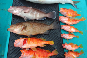 釣れた魚