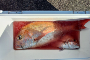 釣れた魚