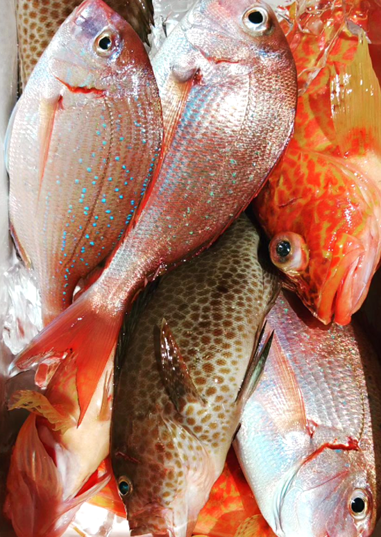 t1 魚の写真